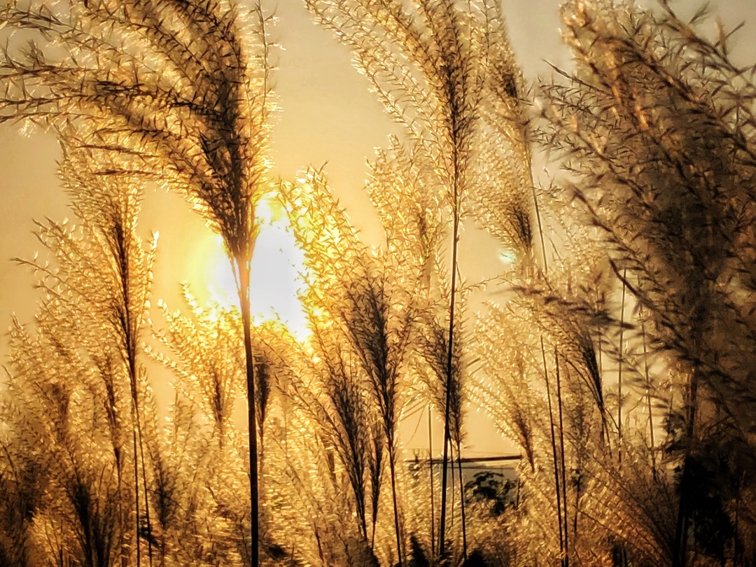 其他補(bǔ)充型福利涵蓋的范圍則更為廣泛